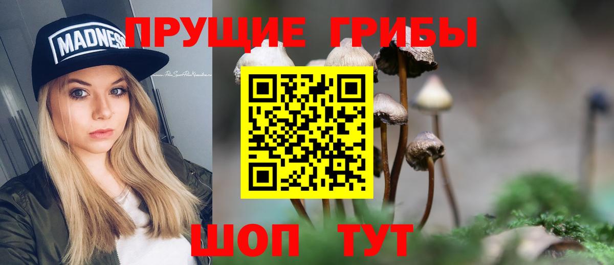 Тара  Псилоцибиновые грибы Psilocybine cubensis  Вход с VPN 